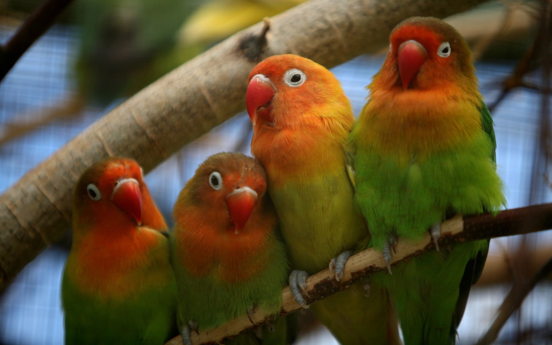 2 Love Bird Wallpapers Wallpaper Cave Love Bird Wallpapers - Love Bird Wallpaper Hd - HD Wallpaper 