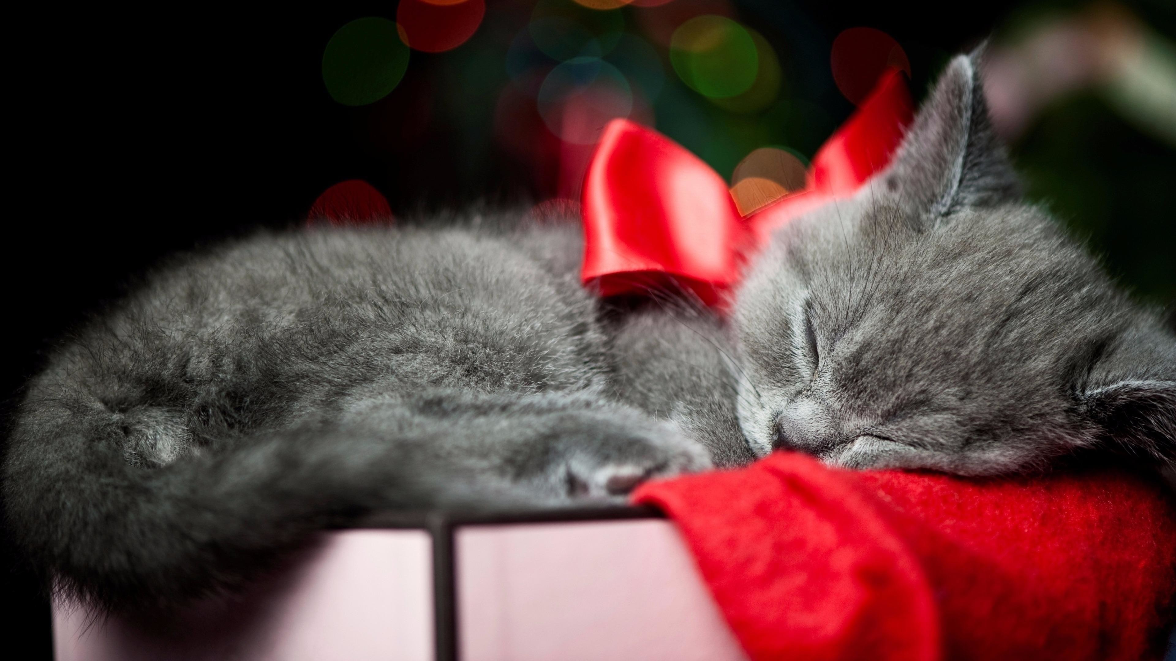 3840x2160, Christmas Kitten Wallpaper - Christmas Wallpaper Cat - HD Wallpaper 