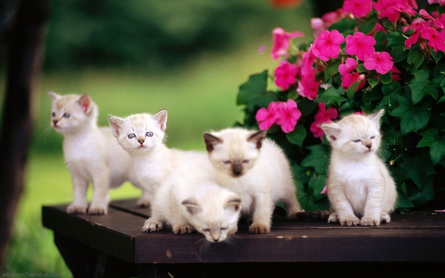 Kitten Wallpaper Background 1920x1080, Cute - Cute Cat In Garden - HD Wallpaper 