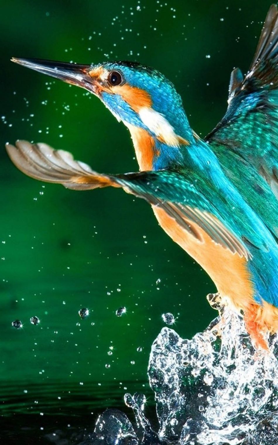 Kingfisher Bird Hd Mobile Wallpaper - Hd Wallpapers 1080p For Pc - HD Wallpaper 