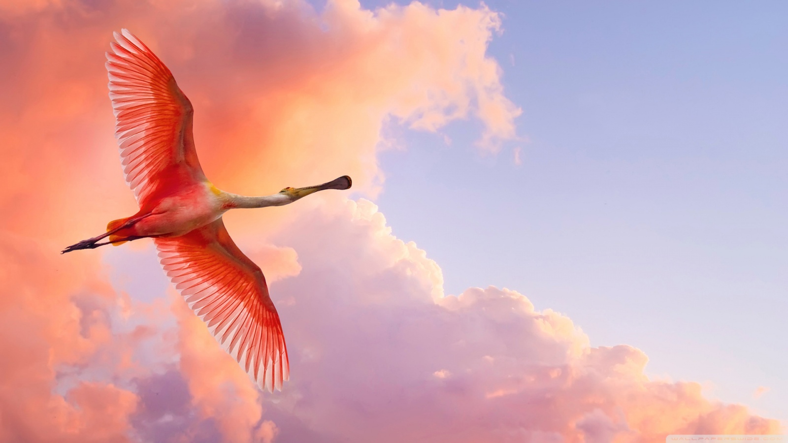 Flying Pink And White Bird - HD Wallpaper 