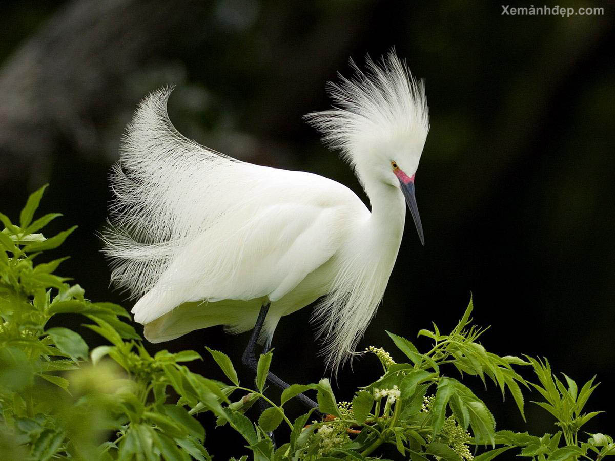 Description - Beautiful Birds Images Hd - HD Wallpaper 