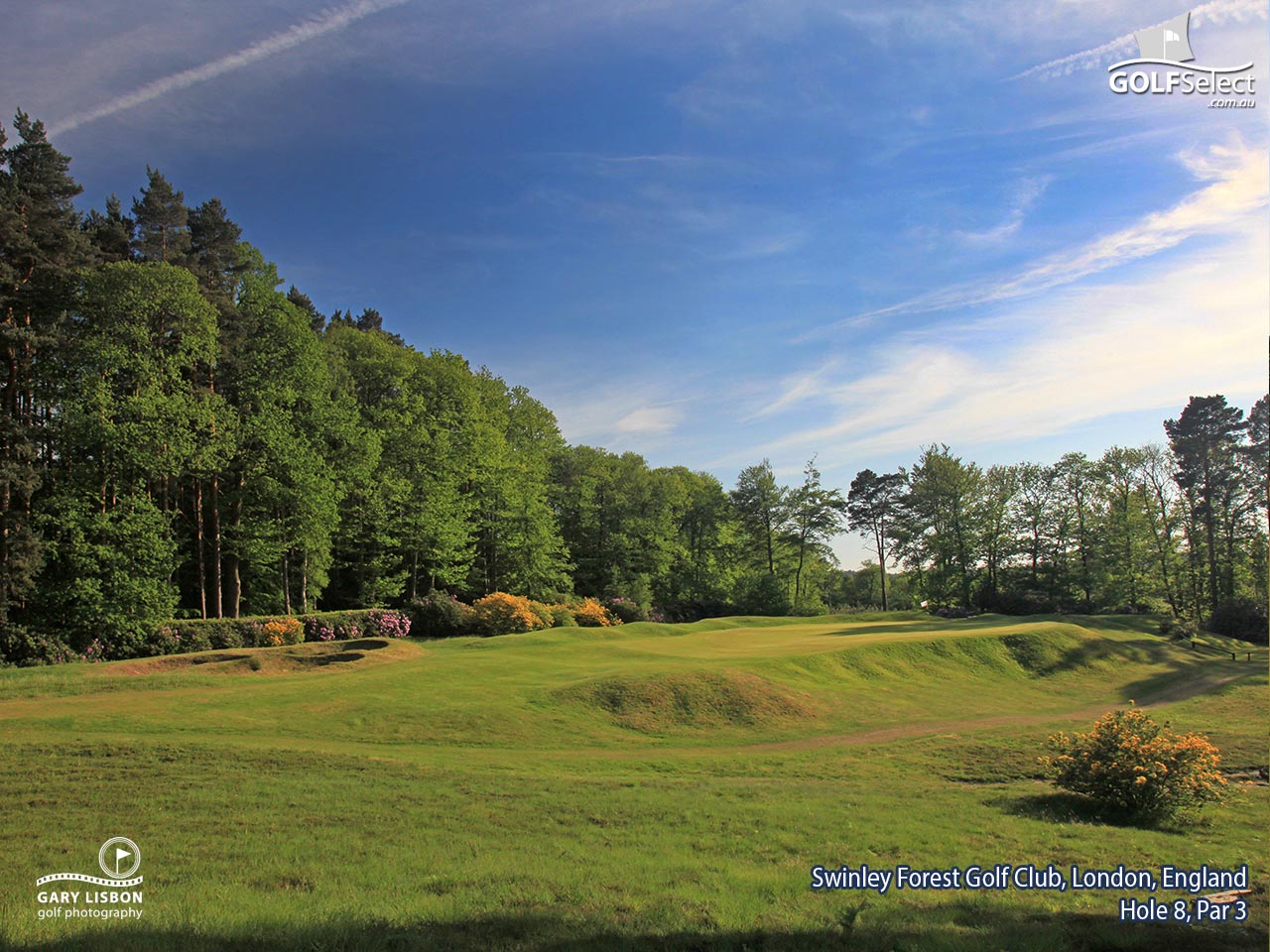 Swinley Forest Golf Club Hole 8, Par - Larch - HD Wallpaper 