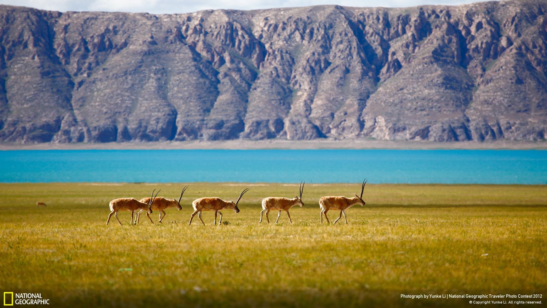 National Geographic - National Geographic Wallpaper For Desktop - HD Wallpaper 