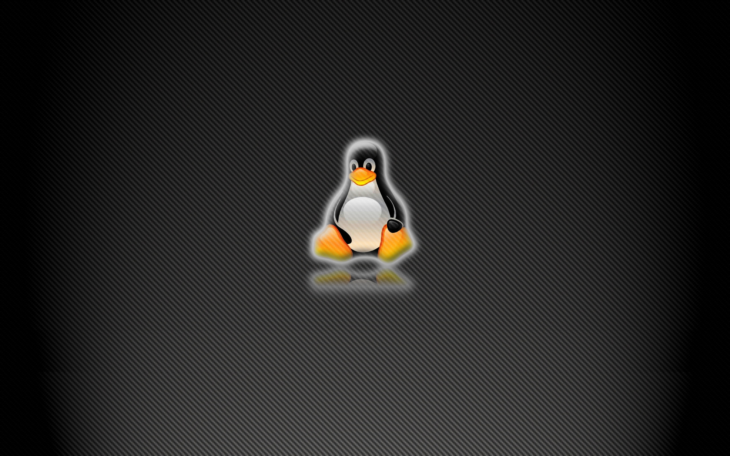 King Penguin - HD Wallpaper 