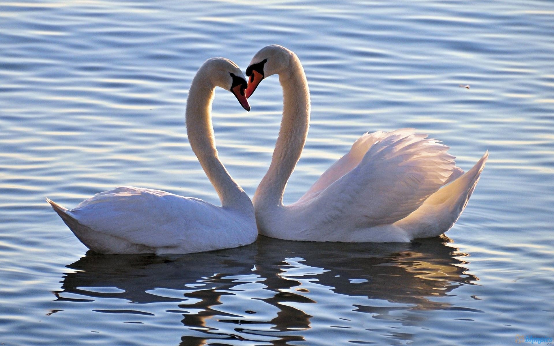 1920x1200, Desktop Hd Love Birds Wallpapers 
 Data - Full Hd Love Birds - HD Wallpaper 