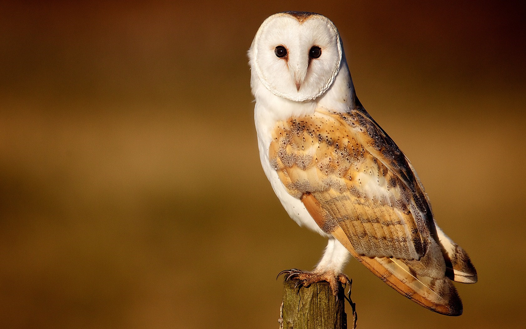 Barn Owl Hd - HD Wallpaper 