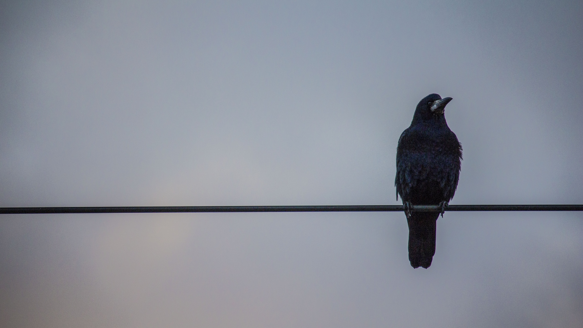 Wallpaper Crows, Wires, Birds - Lonely Crow - HD Wallpaper 