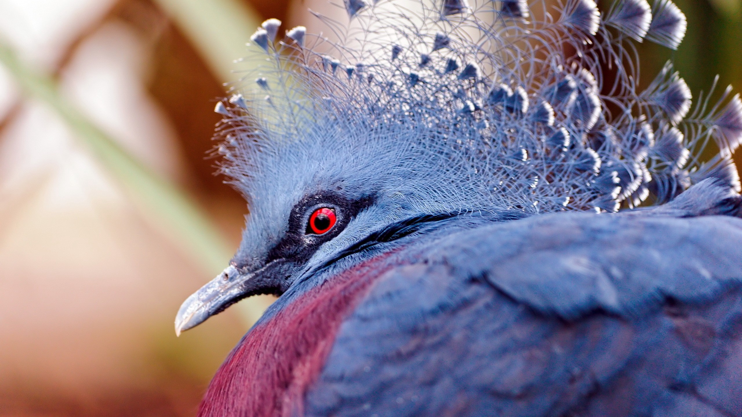 Wallpaper Peacock, Head, Beautiful, Bird - Bird With 9 Heads - HD Wallpaper 