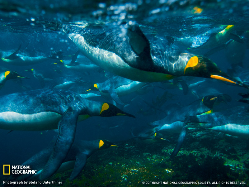 National Geographic Penguins Swimming - 800x600 Wallpaper - teahub.io
