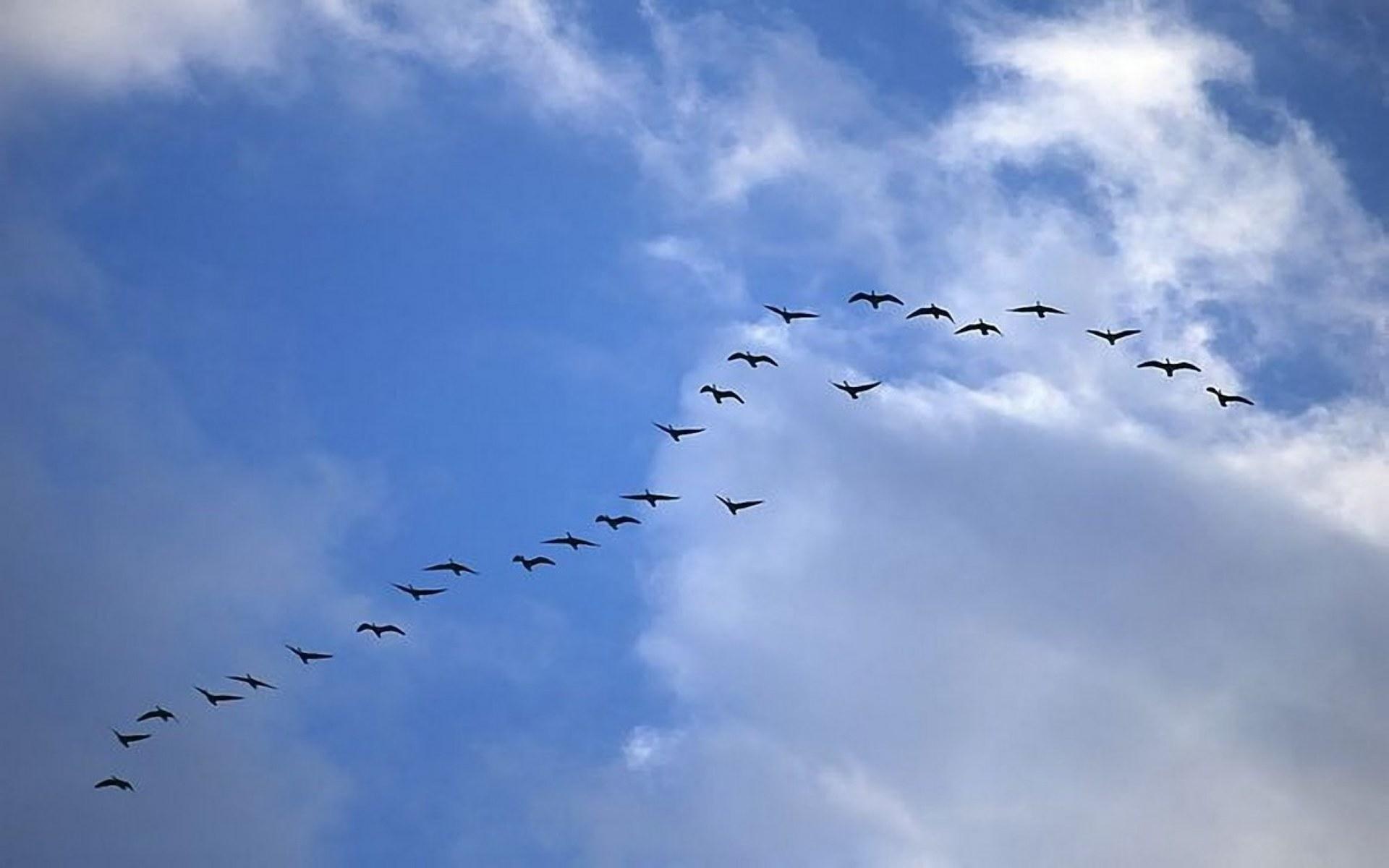 Flying Birds Wallpapers - Flying Bird Image Hd - HD Wallpaper 