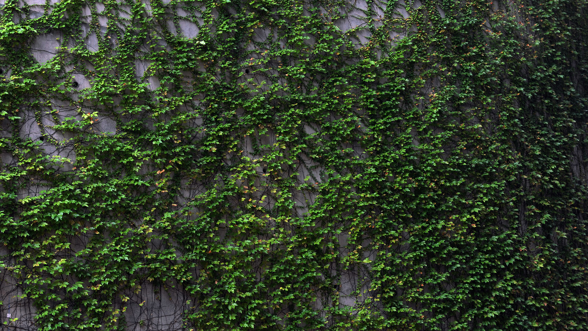 A Green Wall - Plant Wall Wallpaper Hd - HD Wallpaper 