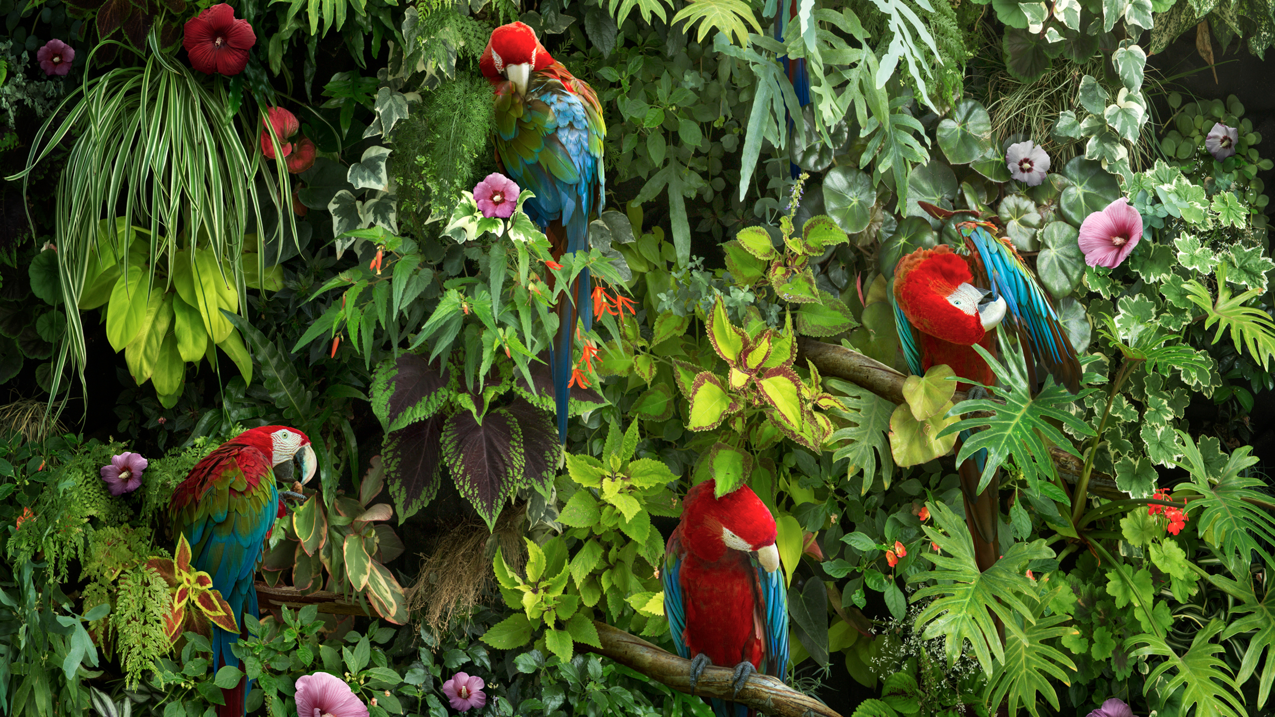 Macaws Wallpapers - 4k Ultra Hd Macaw - HD Wallpaper 