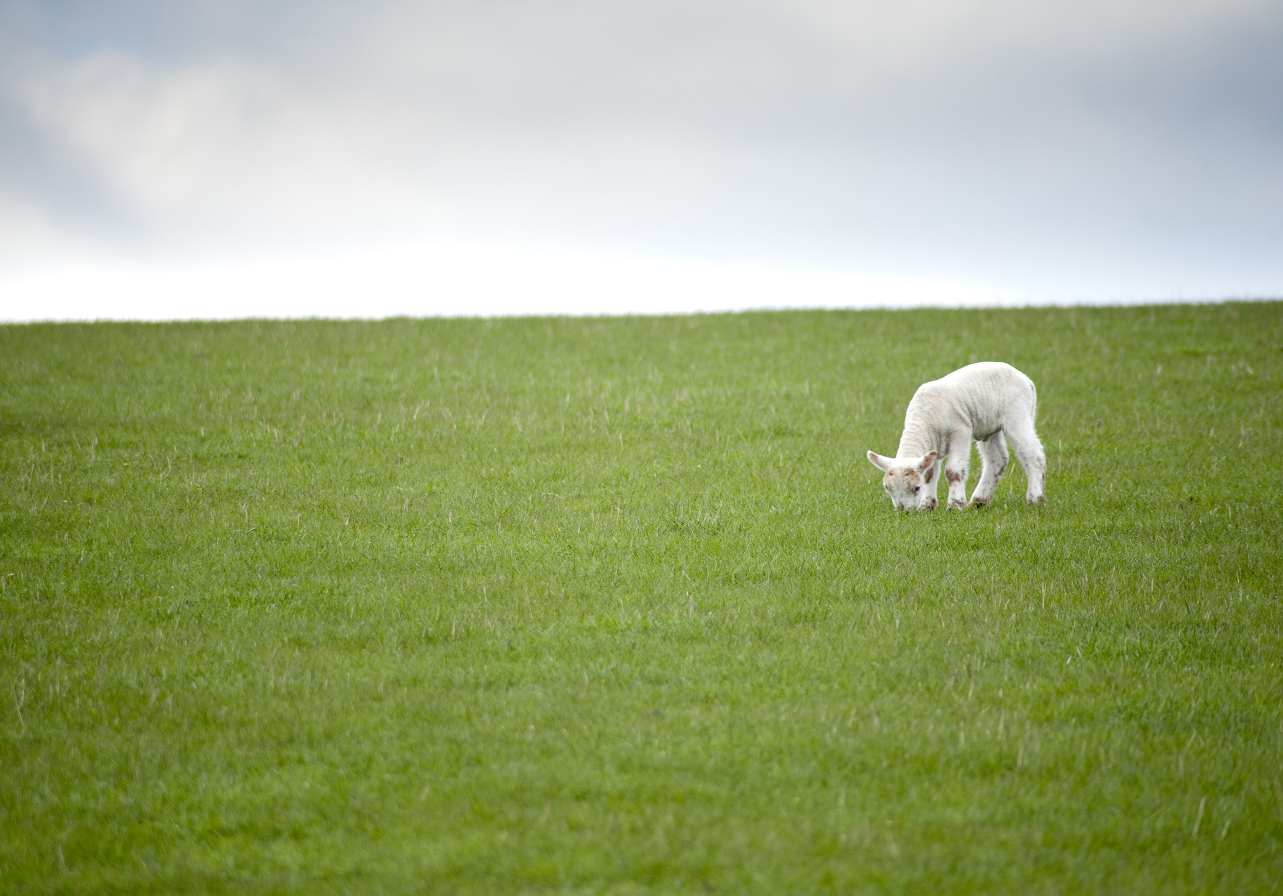 Cute Spring Lamb 
 Data Src Vertical Lamb Of God Background - Grazing - HD Wallpaper 