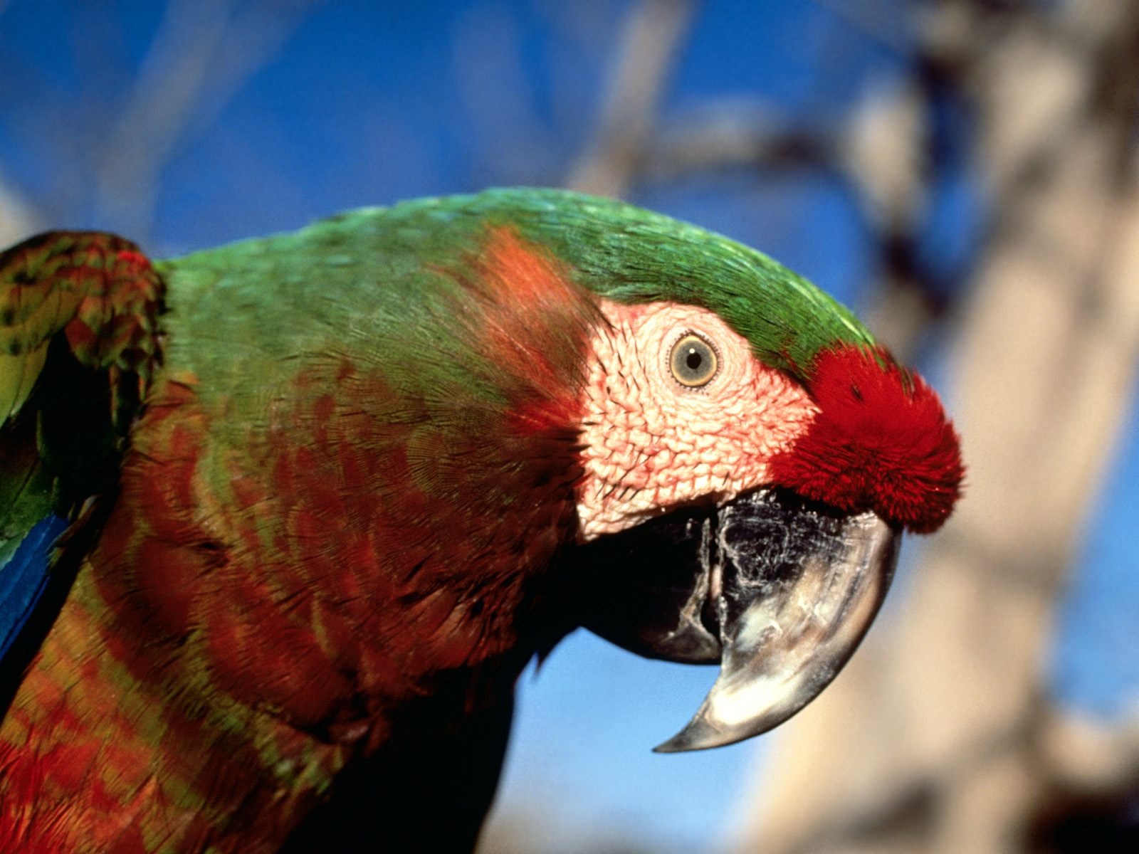 Hybrid Macaw Wallpaper, Parrots, Animals - Parrot - HD Wallpaper 