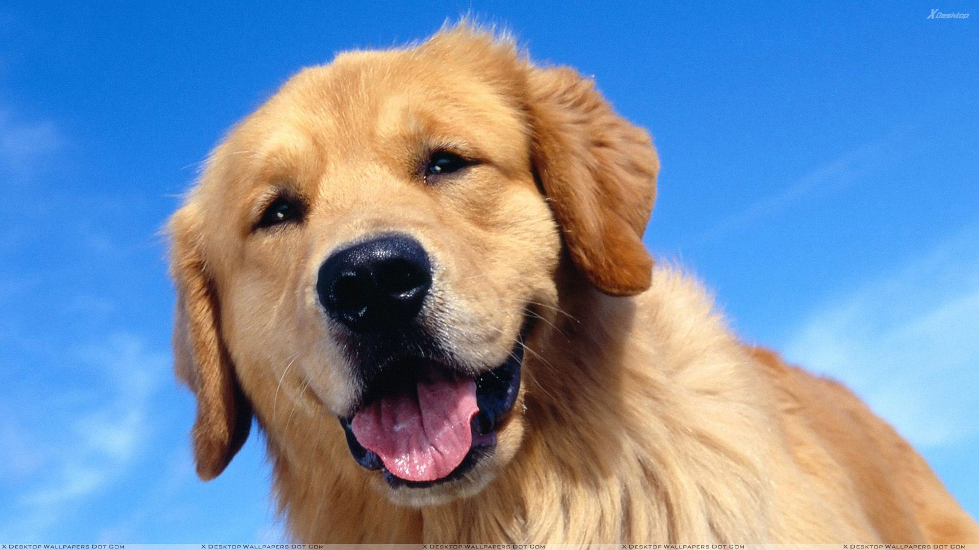 Golden Retriever Hd Wallpaper For Pc Dog - HD Wallpaper 