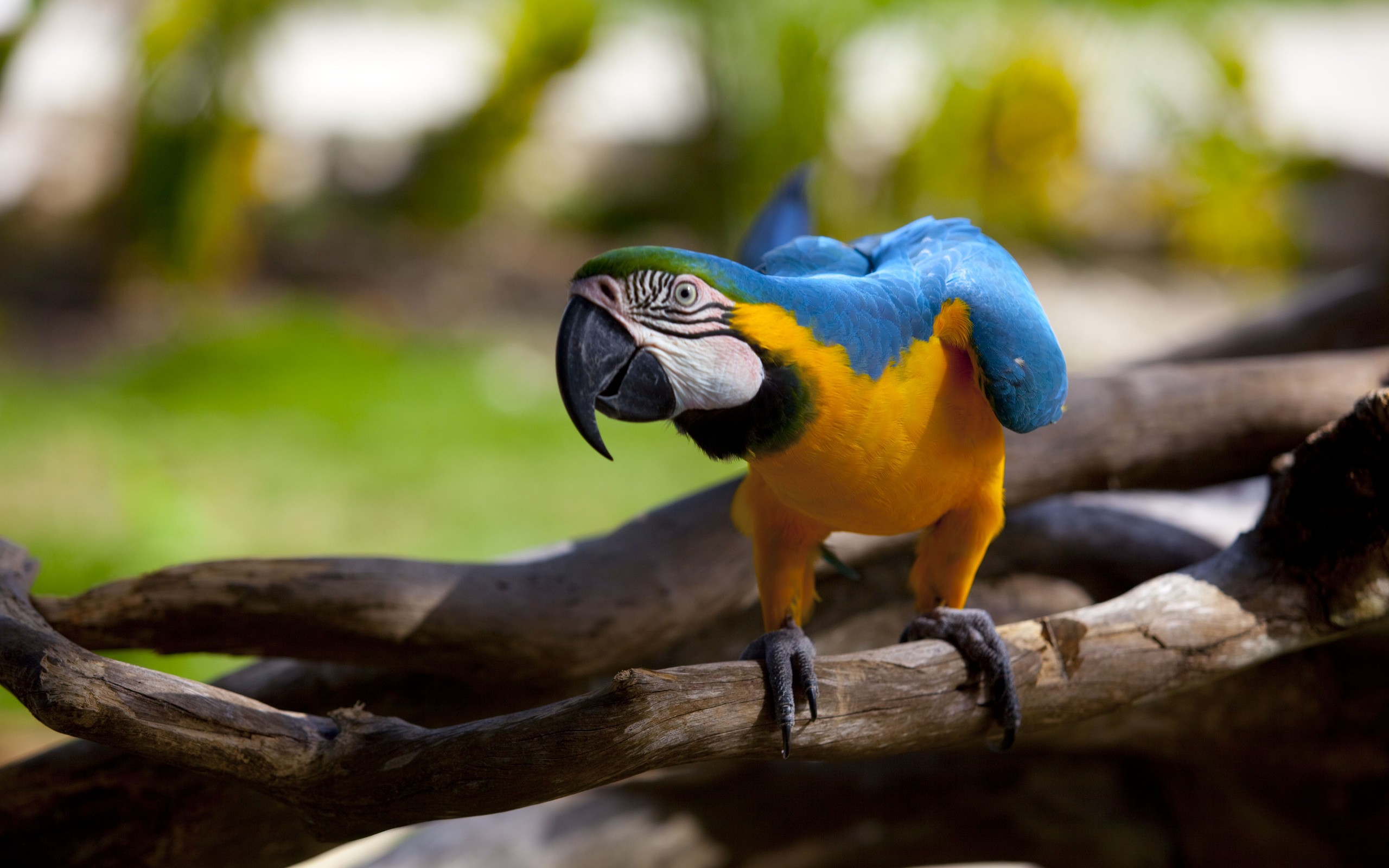 Blue And Yellow Macaw Pics, Animal Collection - HD Wallpaper 