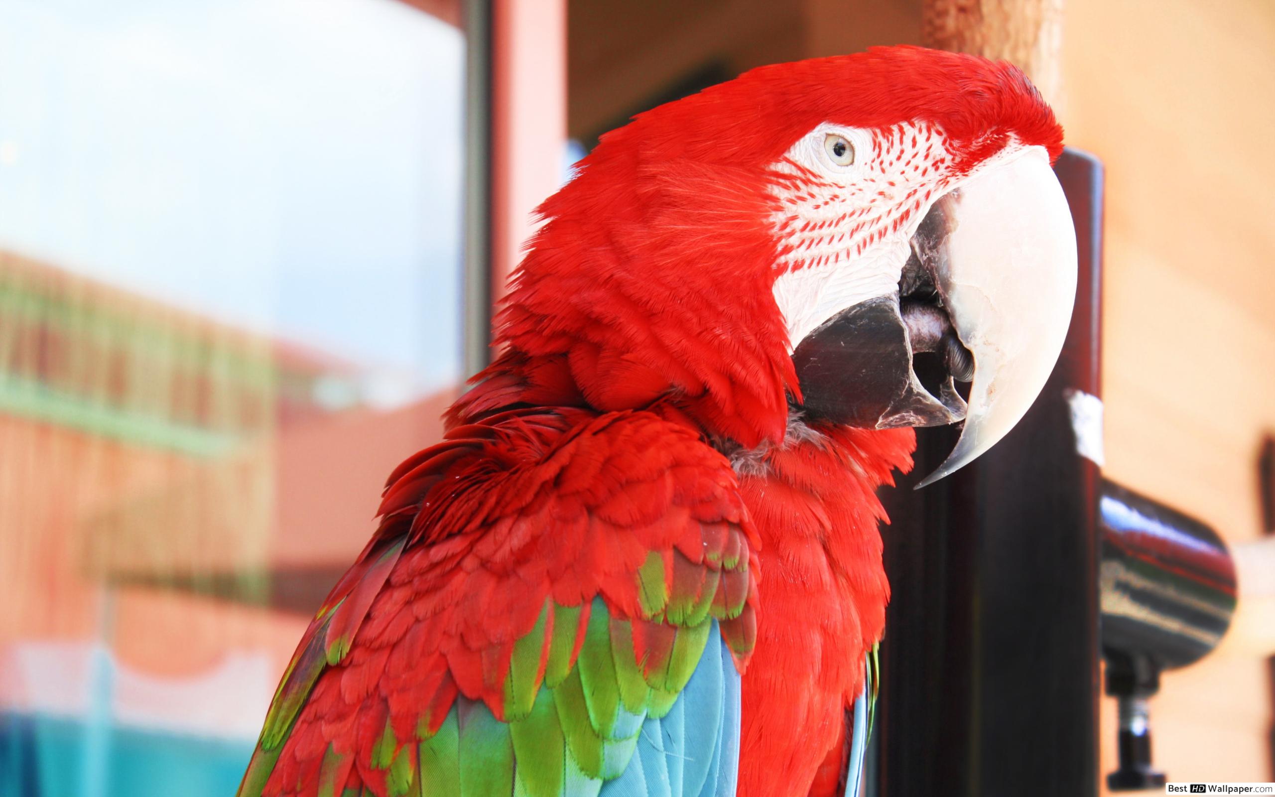Margaritaville Parrots - HD Wallpaper 