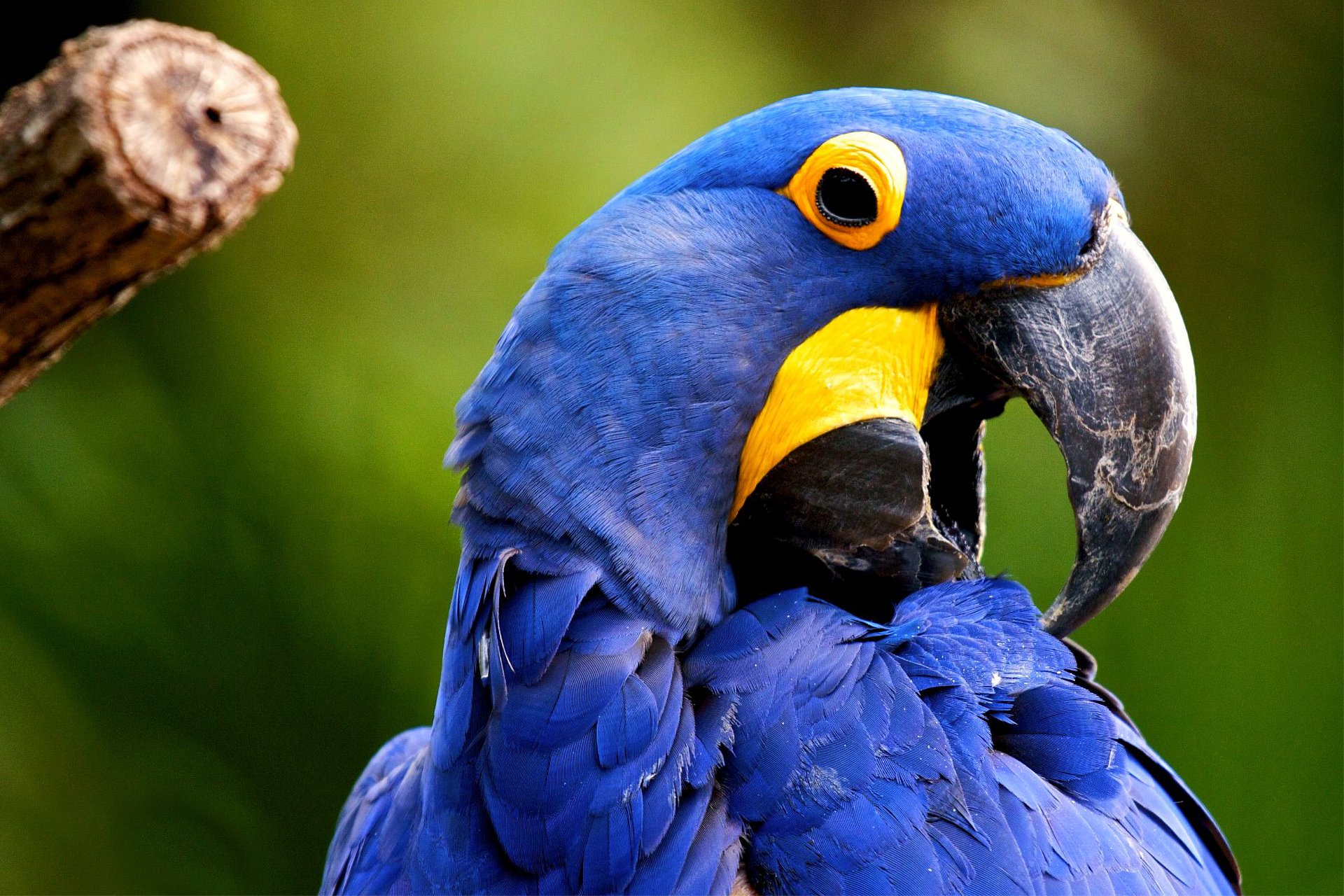 Hyacinth Macaw Hd - HD Wallpaper 