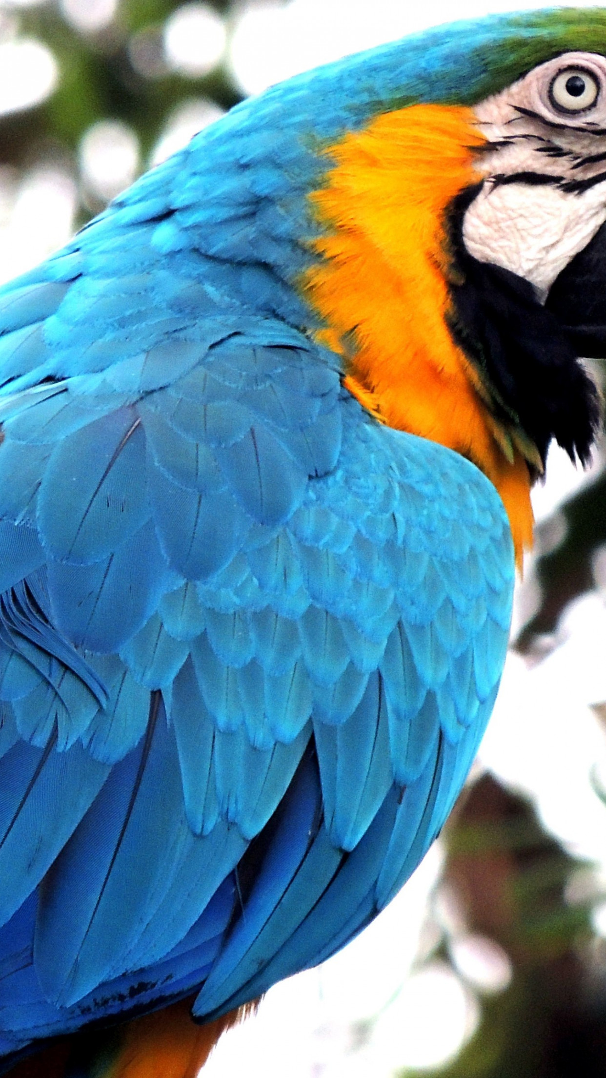 Blue Macaw Wallpaper - Drug Addicted Parrots - HD Wallpaper 