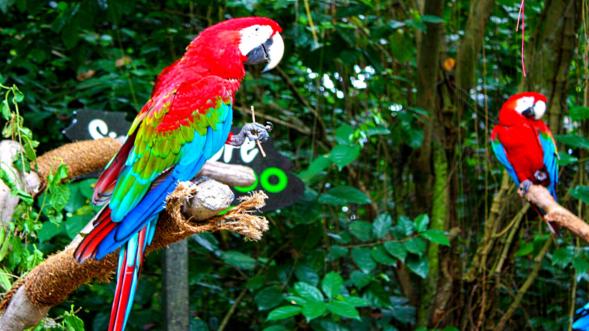Macaw Hd - HD Wallpaper 