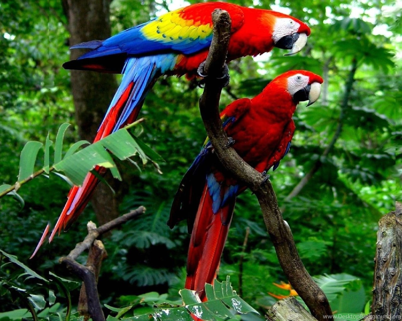 Macaw Wallpapers - Macaw Hd - HD Wallpaper 