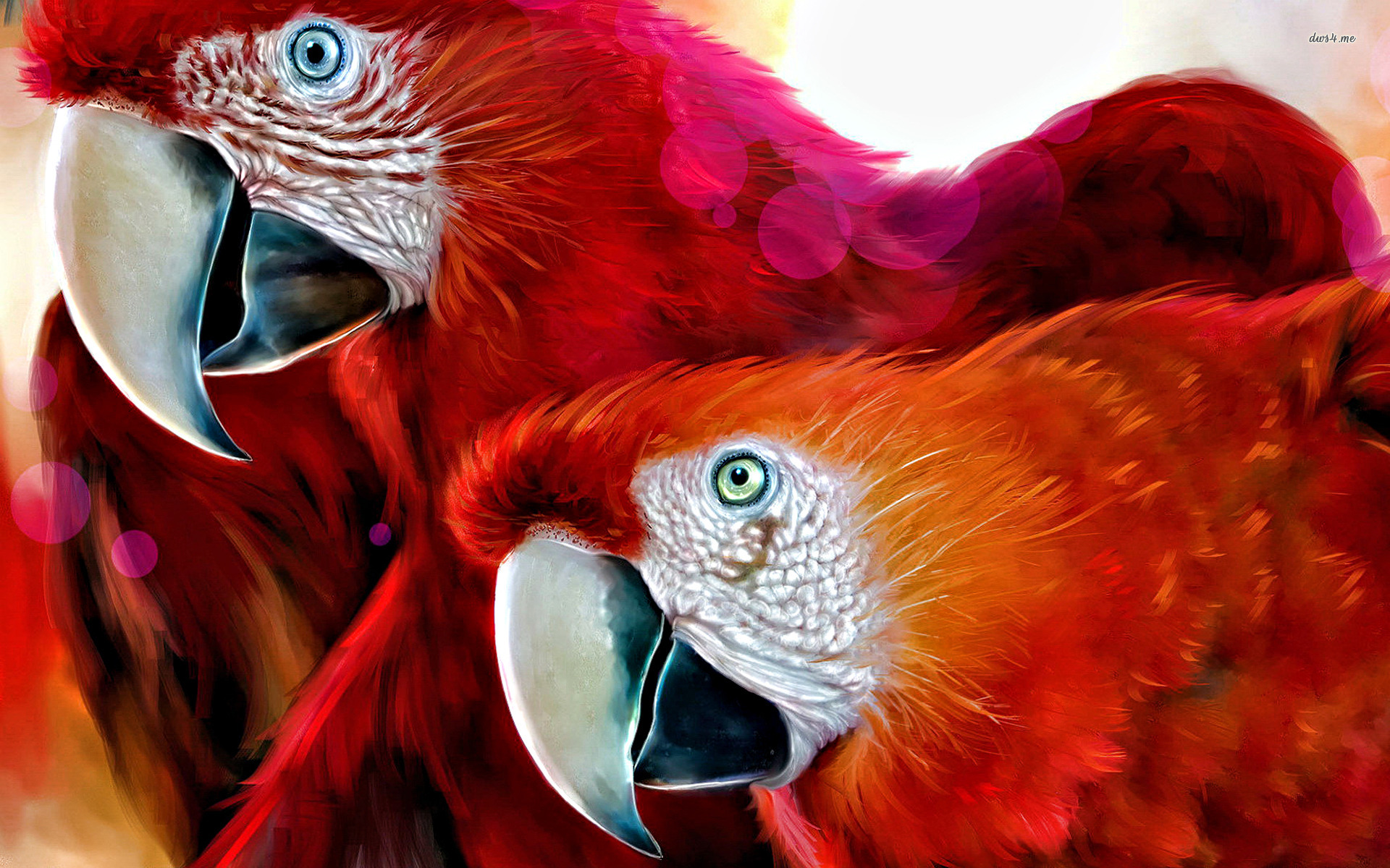 Macaw - HD Wallpaper 