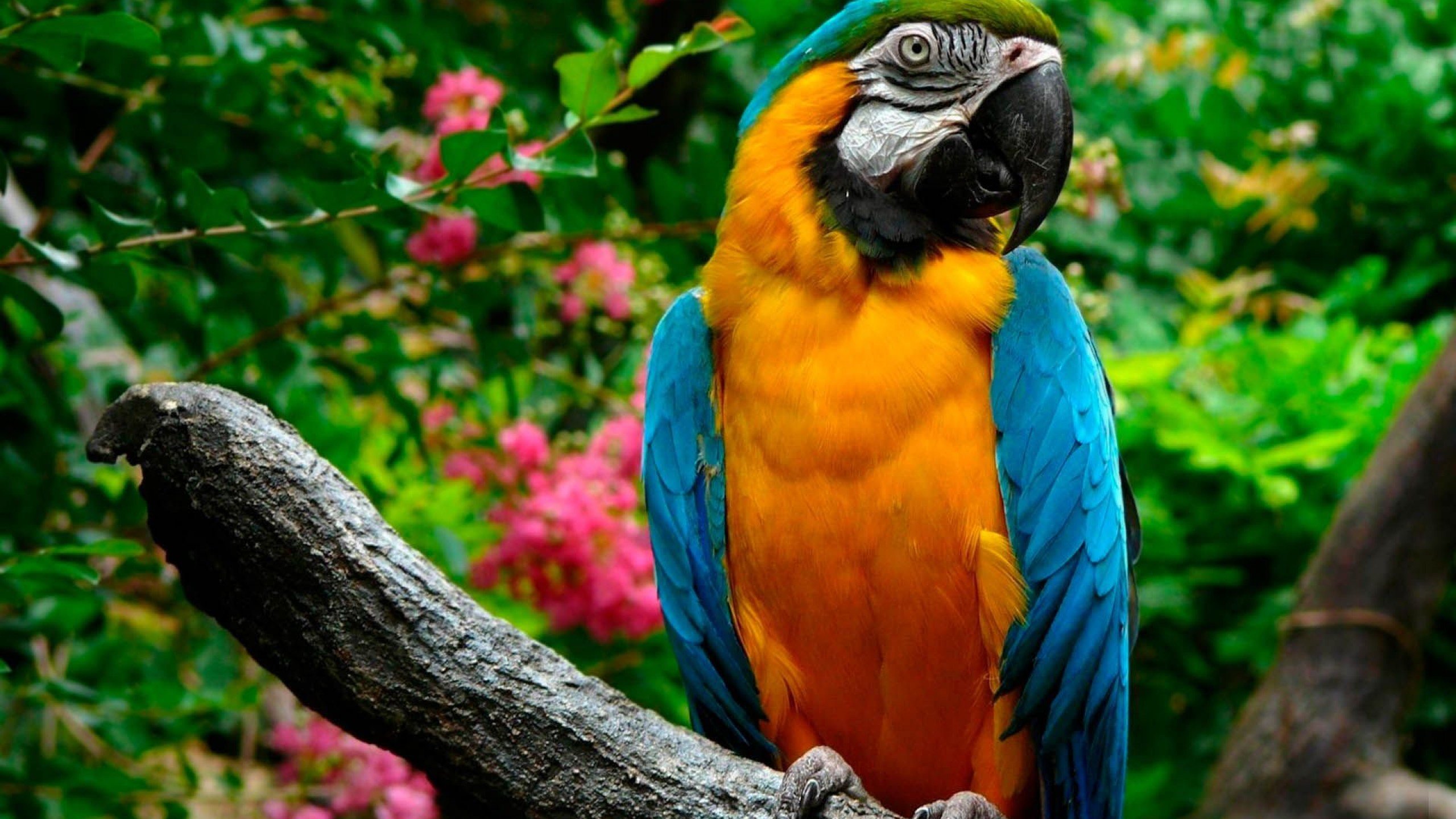Best Macaw Wallpaper Id - Parrot Wallpaper Hd - HD Wallpaper 