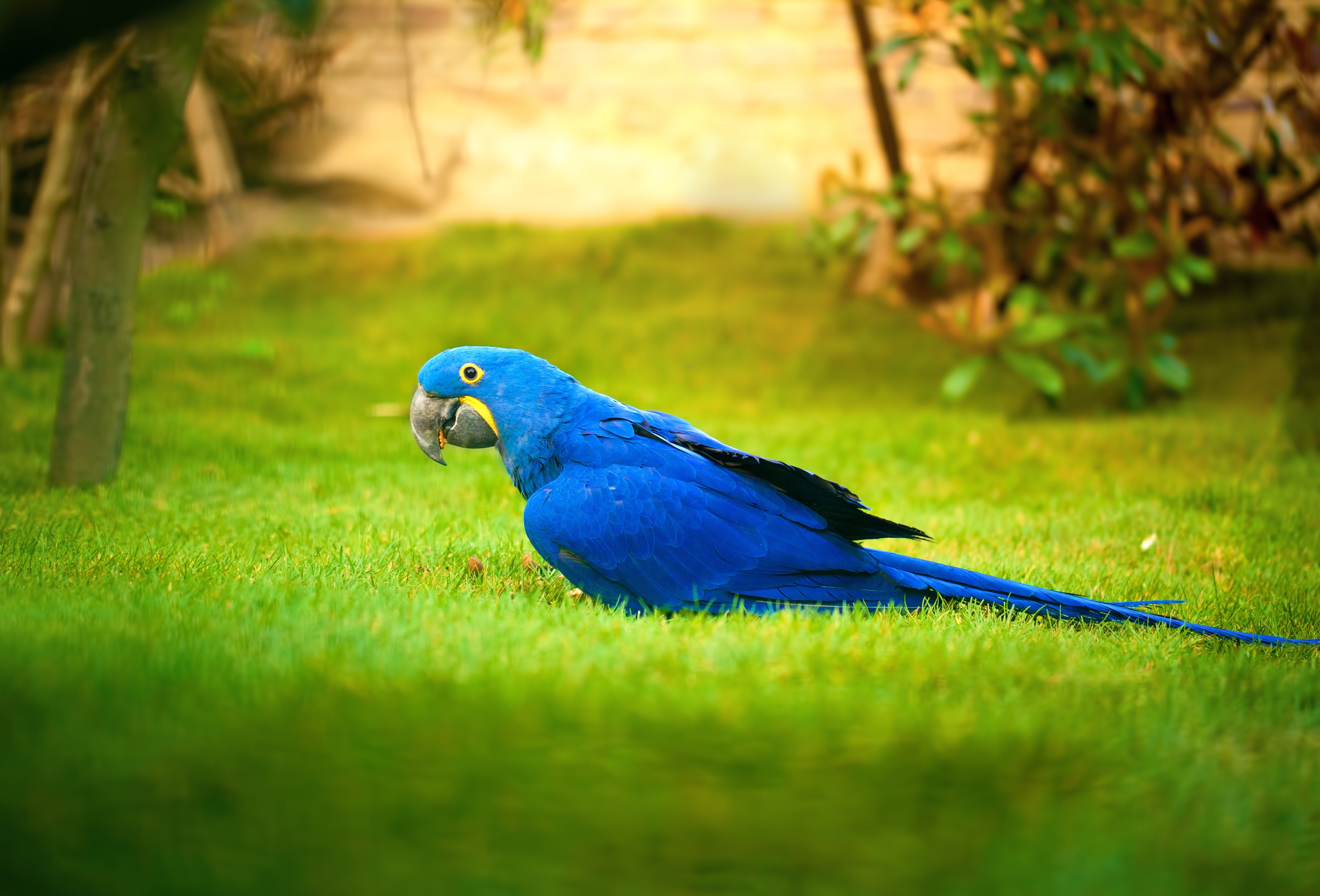 Blue Parrot Is Cute - HD Wallpaper 