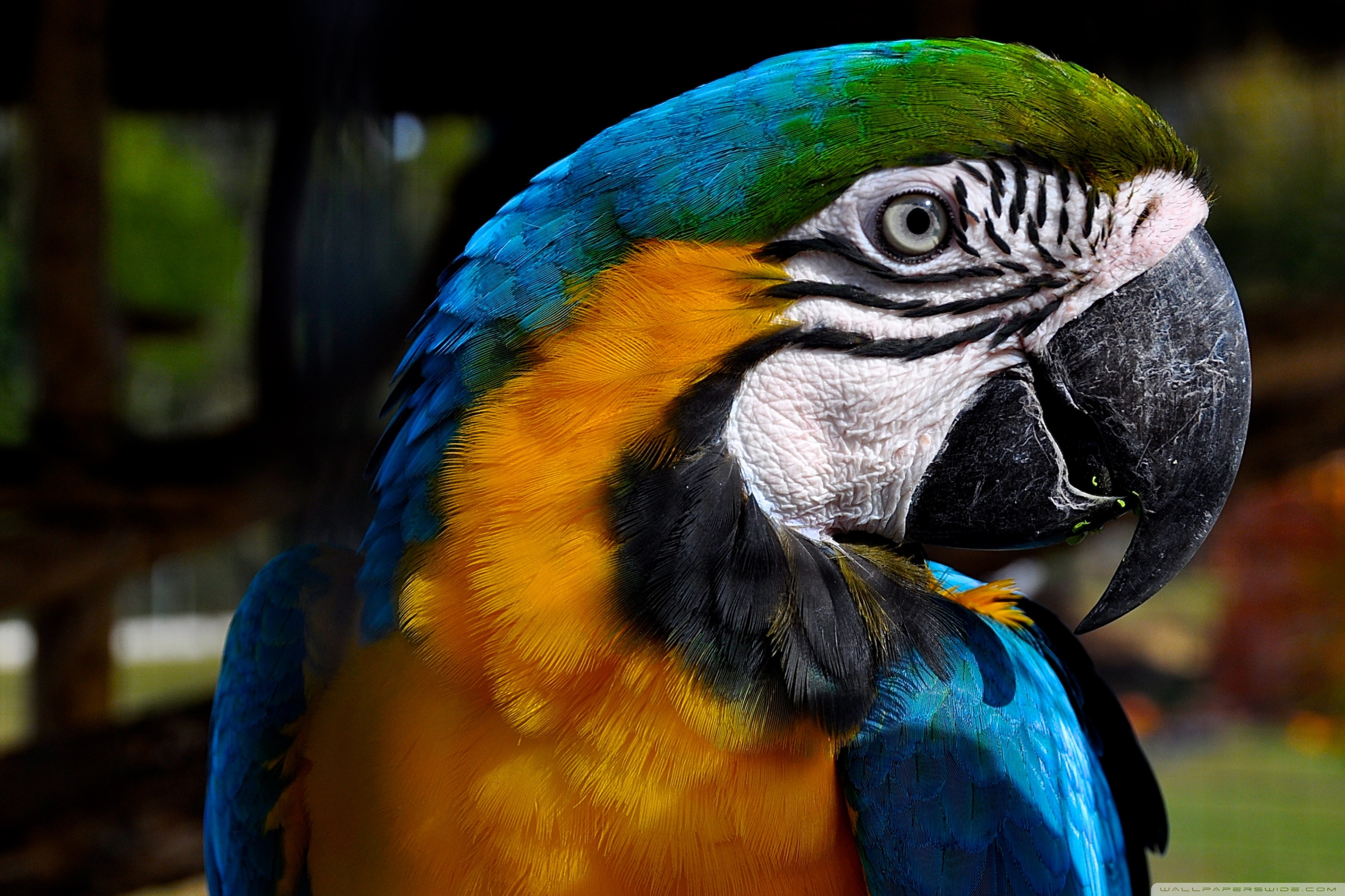 Mobile Phone - HD Wallpaper 