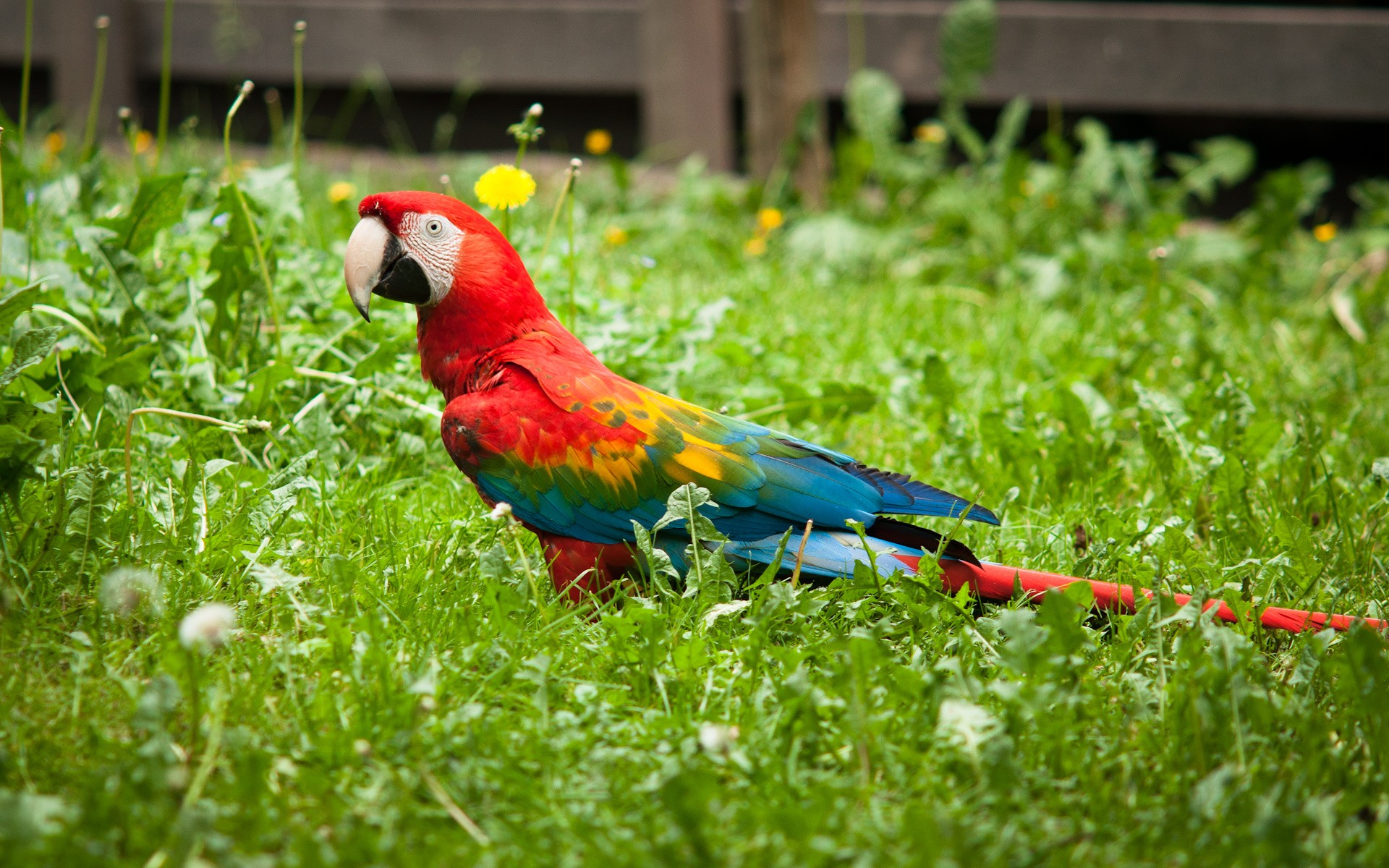 Pretty Macaw Wallpaper - HD Wallpaper 