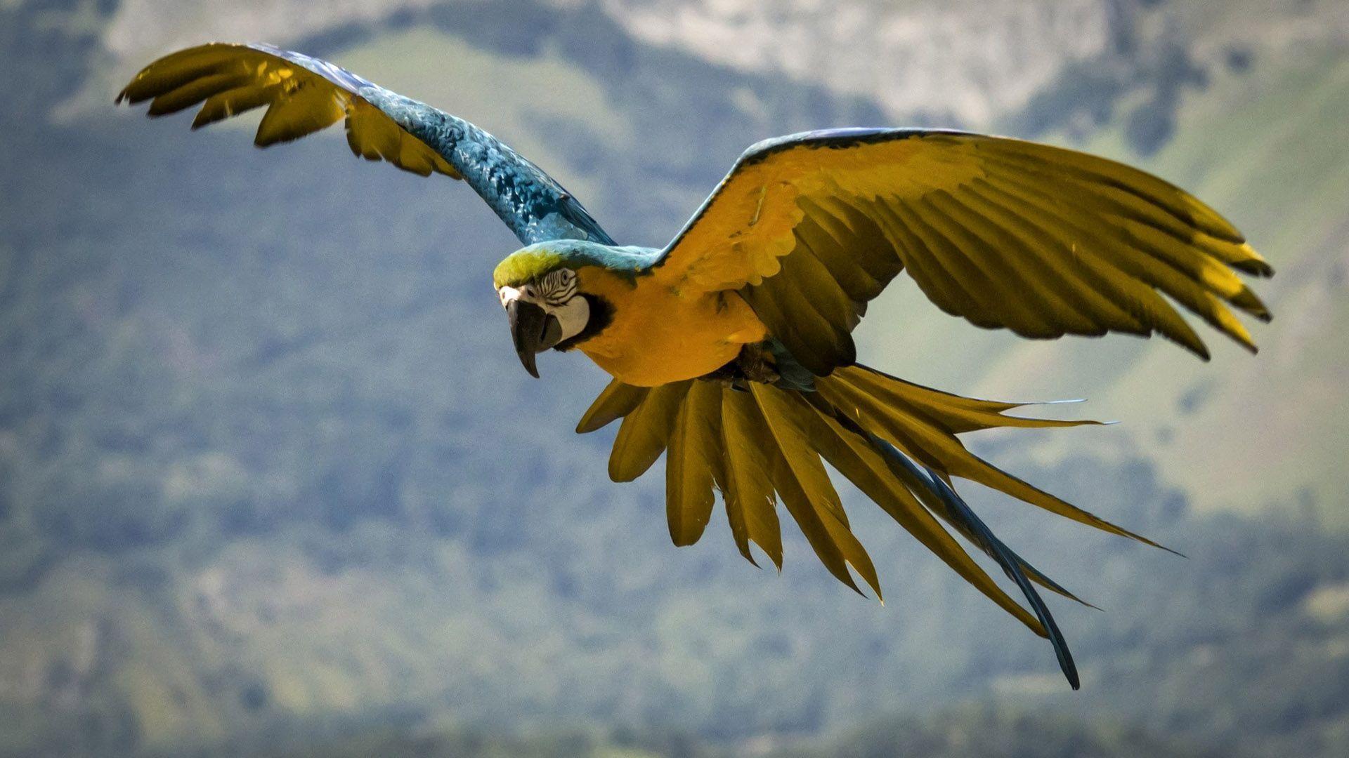 Flying Yellow And Blue Macaw - Guacamayas Amarillas Y Azules - HD Wallpaper 