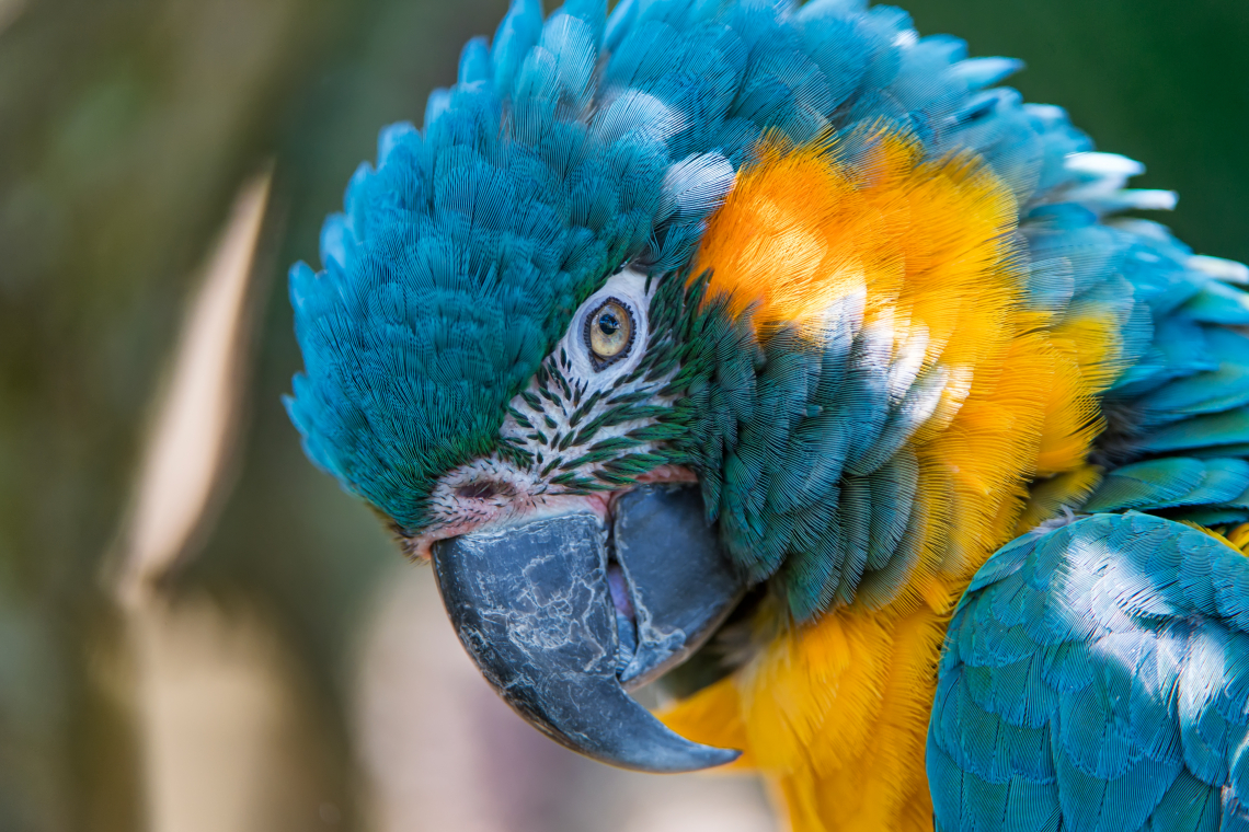 Wallpaper Blue And Yellow Macaw, 5k - Macaw - HD Wallpaper 