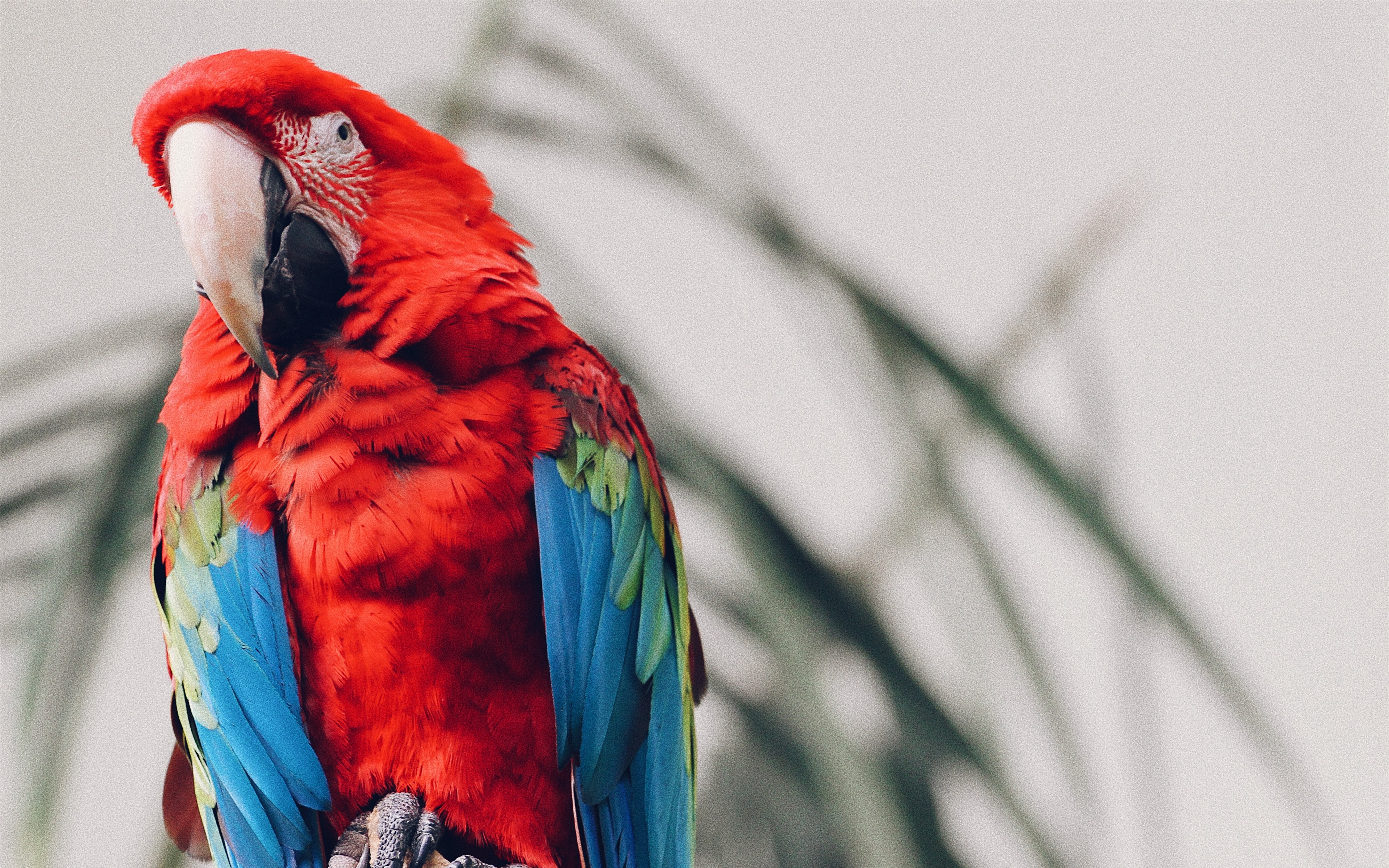 Wallpaper Parrot, Macaw, Bird, Tropical - Macaw Bird - HD Wallpaper 