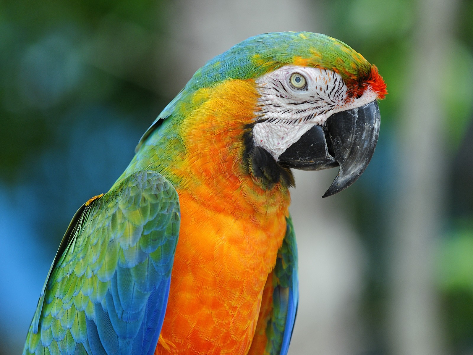 Parrot - HD Wallpaper 