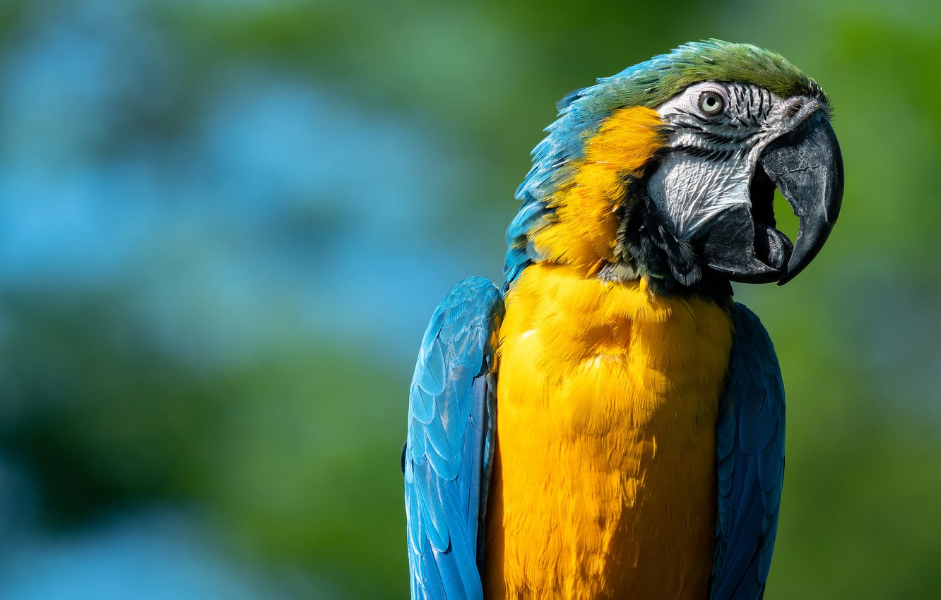 Photo Wallpaper Background, Bird, Beak, Parrot, Blue - Blue-and-yellow Macaw - HD Wallpaper 