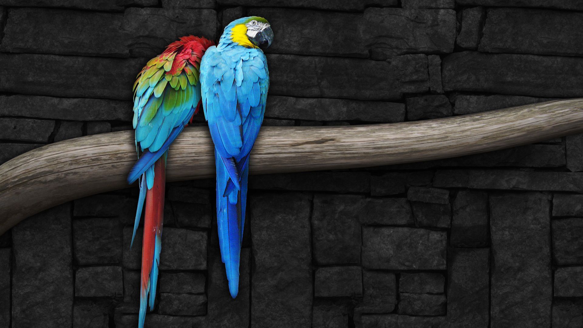 Love Birds Wallpaper Hd - HD Wallpaper 