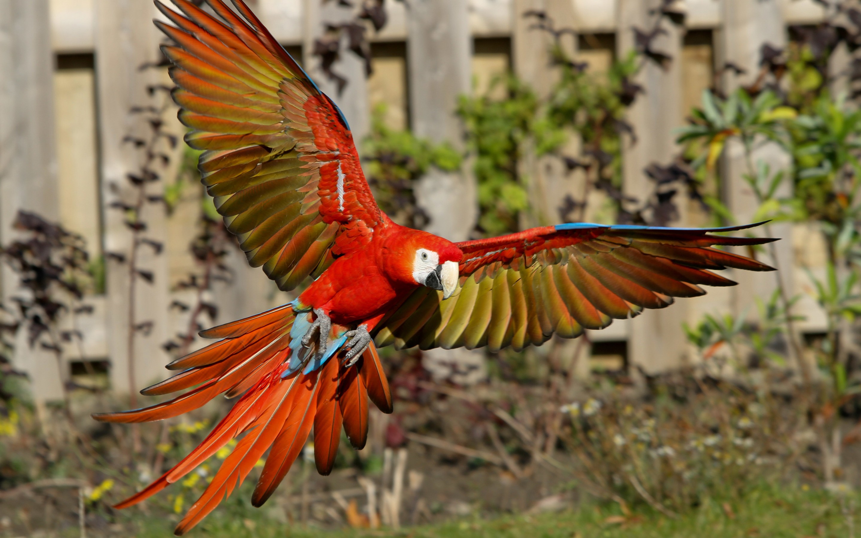 Ara Macao - HD Wallpaper 