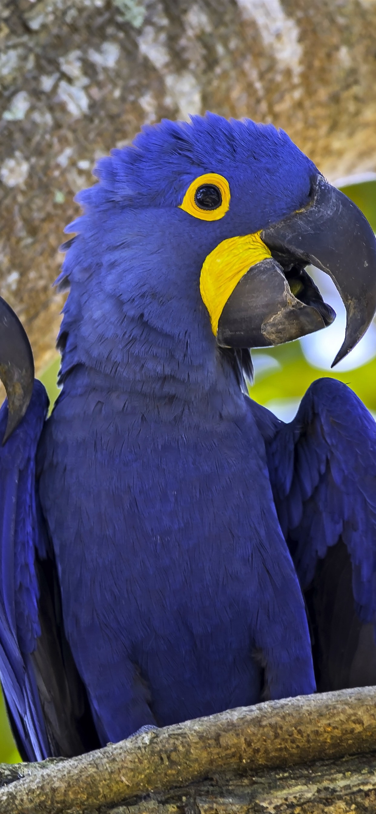 Iphone Wallpaper Two Blue Parrots, Macaw - 鸚鵡 一 對 - HD Wallpaper 