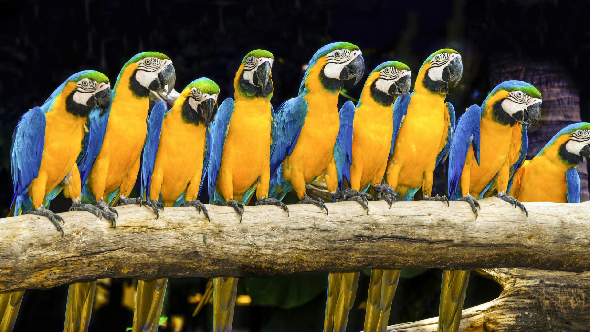 Fondo De Pantalla Guacamayas - HD Wallpaper 
