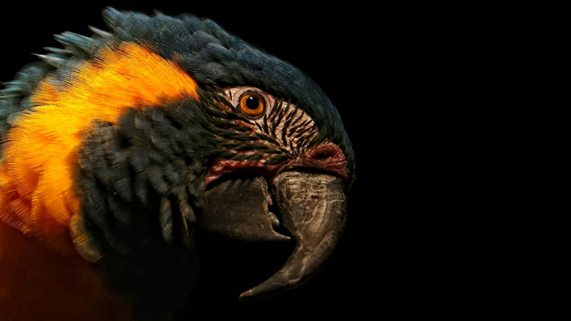 Amazing Macaw Wallpaper - Животное Разные И Красивые - HD Wallpaper 