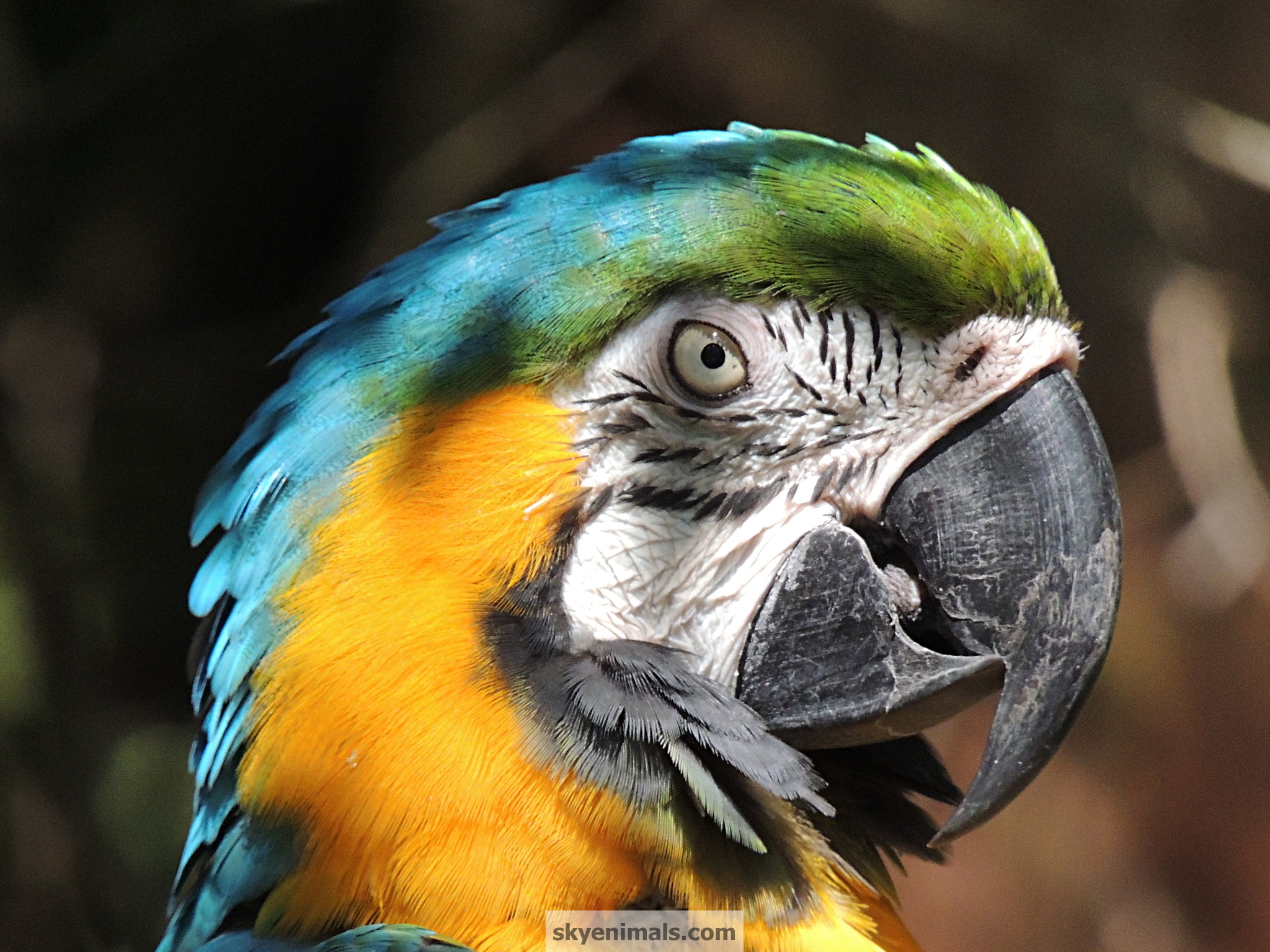 Macaw - HD Wallpaper 