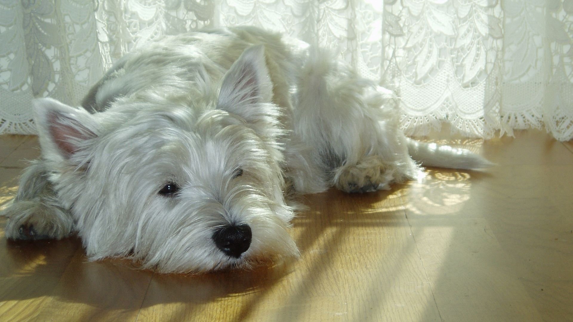 West Highland Terrier - West Highland Terrier Sad - HD Wallpaper 
