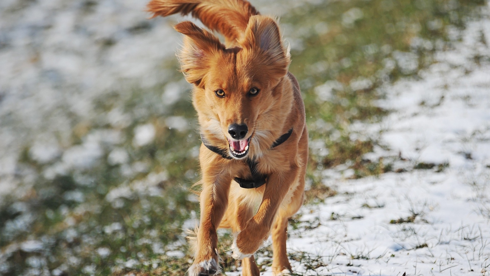 Wallpaper Dog, Trail, Running, Wind - Dog - HD Wallpaper 
