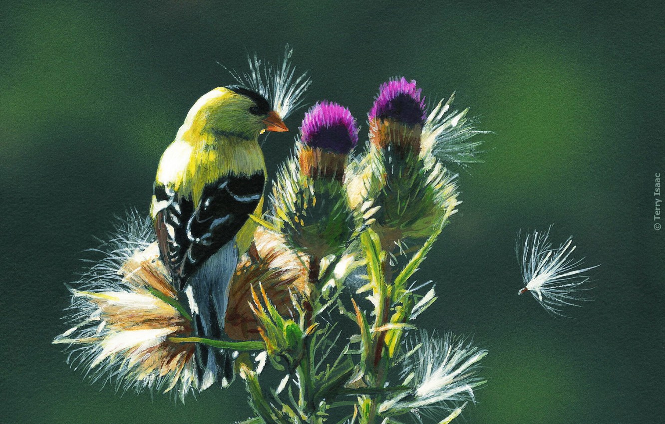 Photo Wallpaper Birds, Terry, Isaac - Terry Isaac - HD Wallpaper 