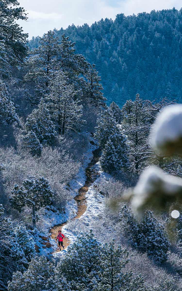 Spruce - HD Wallpaper 