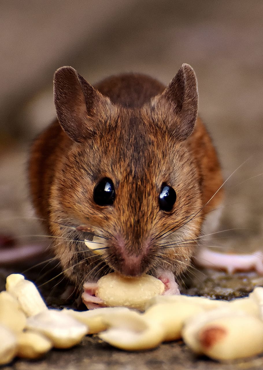 Shallow Focus Photography Of Brown Rat, Wood Mouse, - Rat Photography - HD Wallpaper 