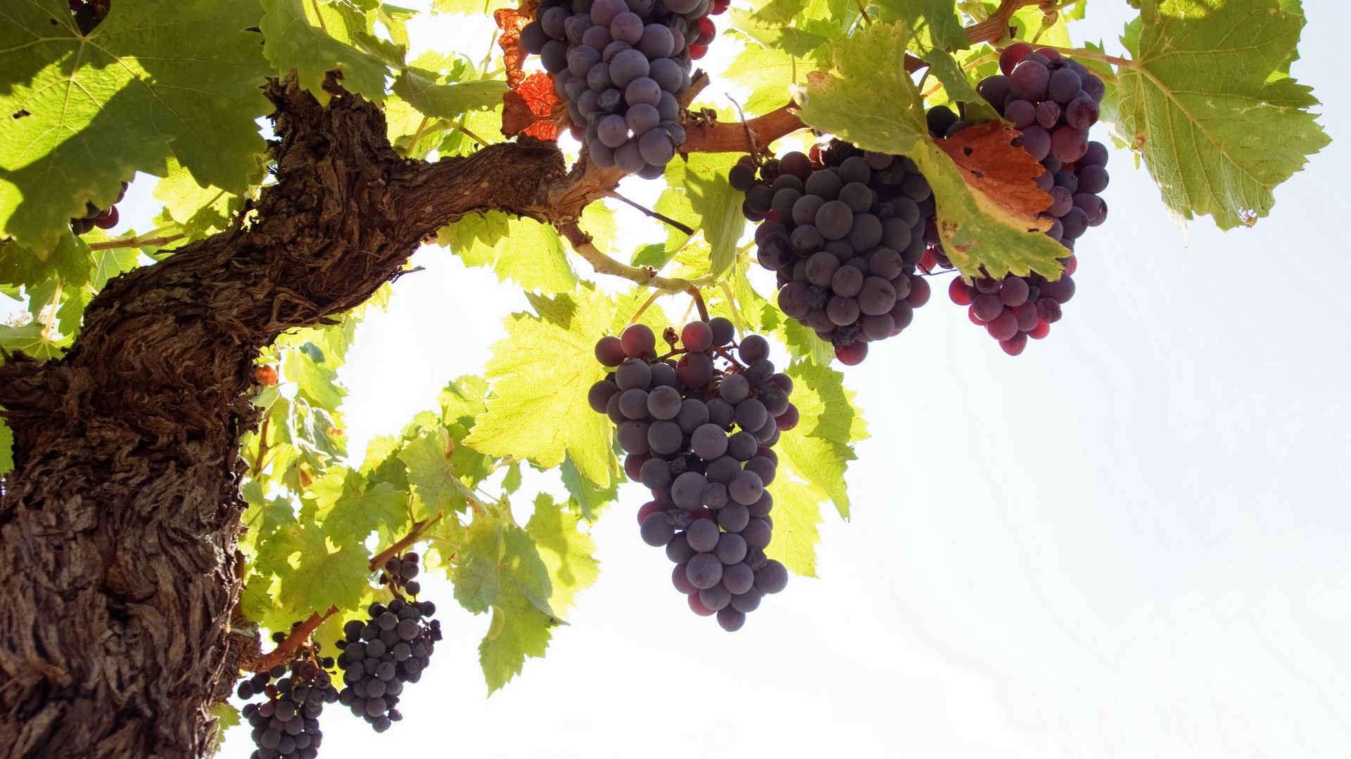 Wallpaper Grapes, Tree, Rod, Fruit - Grapes Tree Images Png - HD Wallpaper 