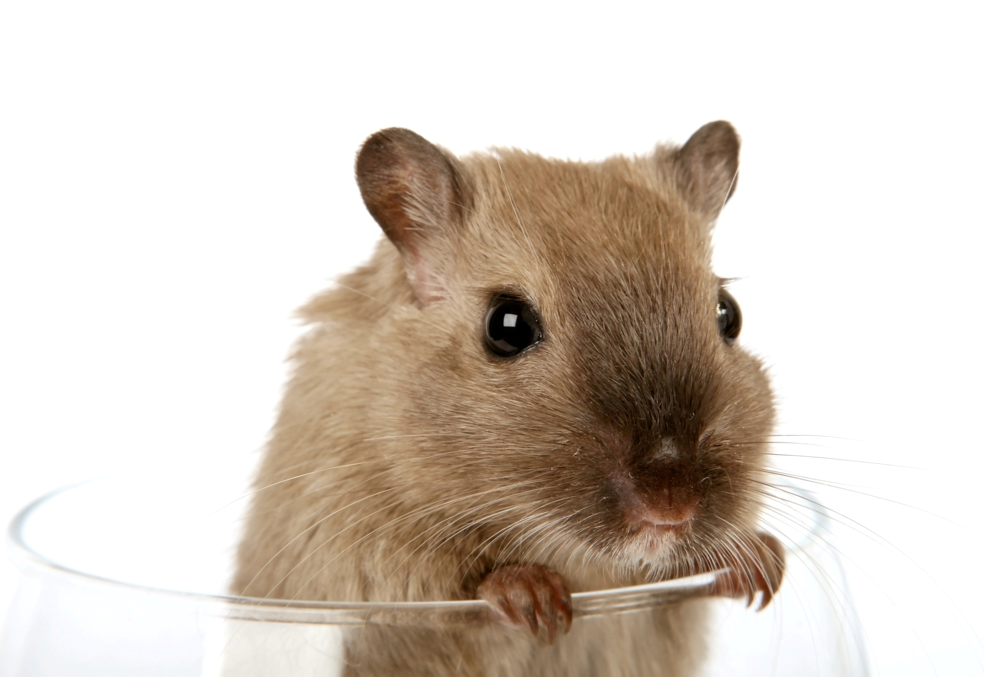 Funny Rat In Glass Wallpaper - Cute Hamsters Transparent Background - HD Wallpaper 