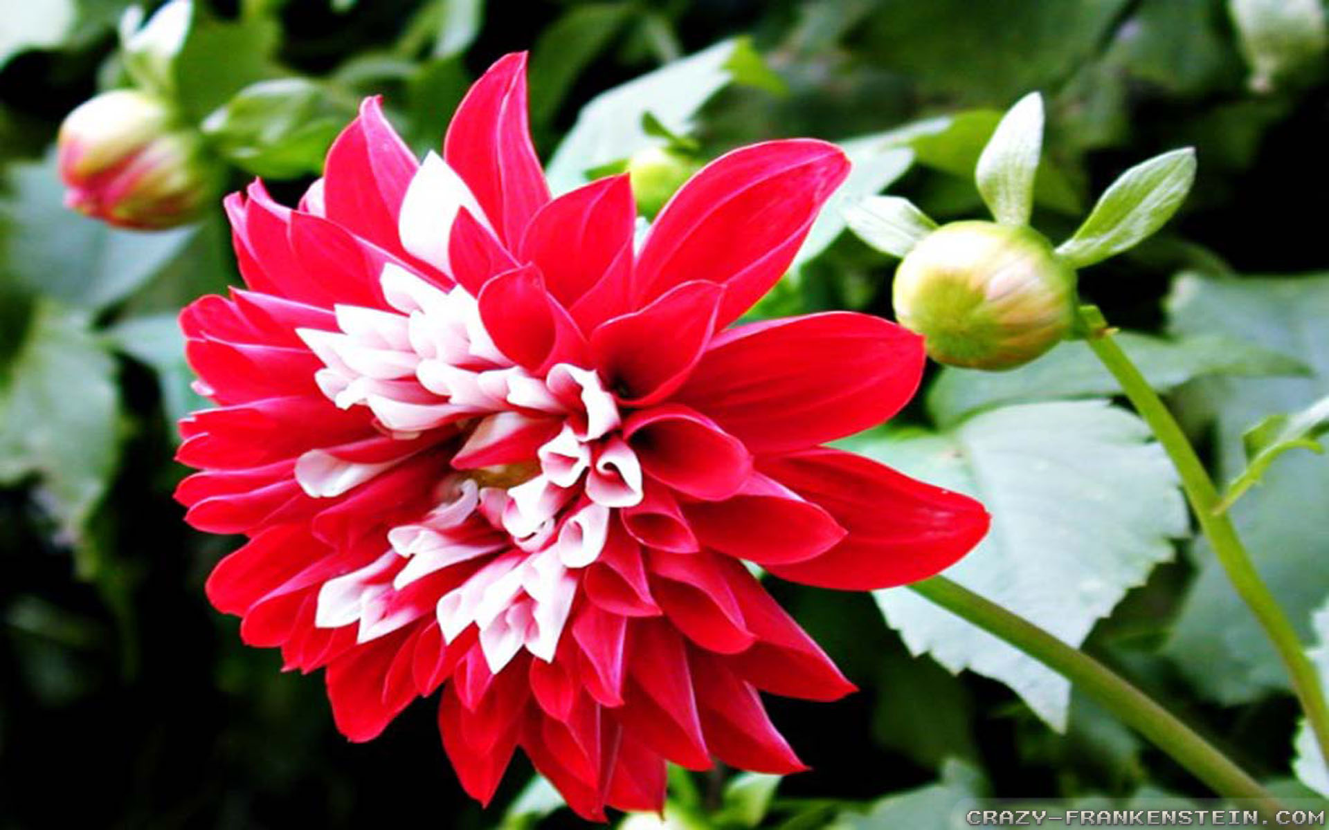 Indian Flowers Image In Hd - 1920x1200 Wallpaper - teahub.io